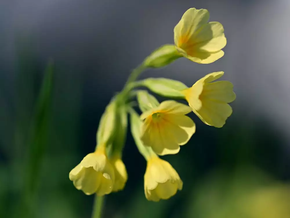 Primula