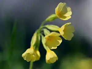 Primula