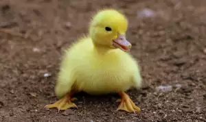 Kurník Pro Slepice