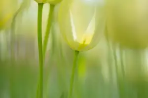 Flora Obchody