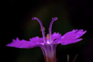 Dianthus