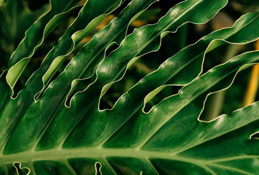 Philodendron