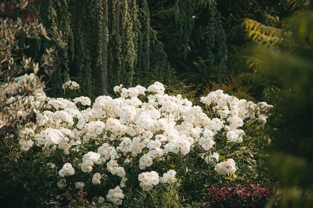 Rhododendron