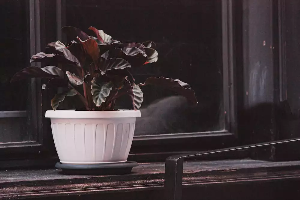 Calathea