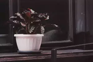 Calathea