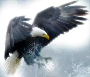 American Eagle