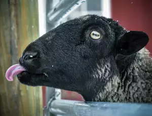 Merino Triko