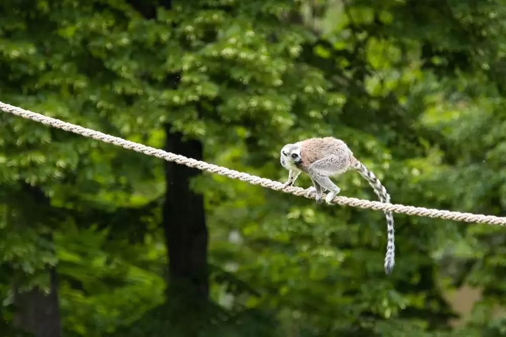 Lemur Kata