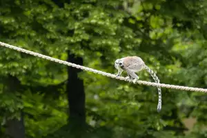 Lemur Kata
