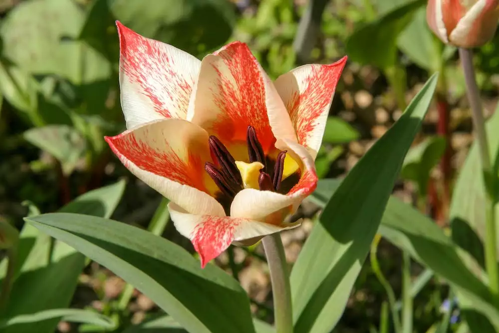 Tulipán