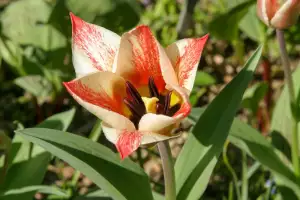 Tulipán
