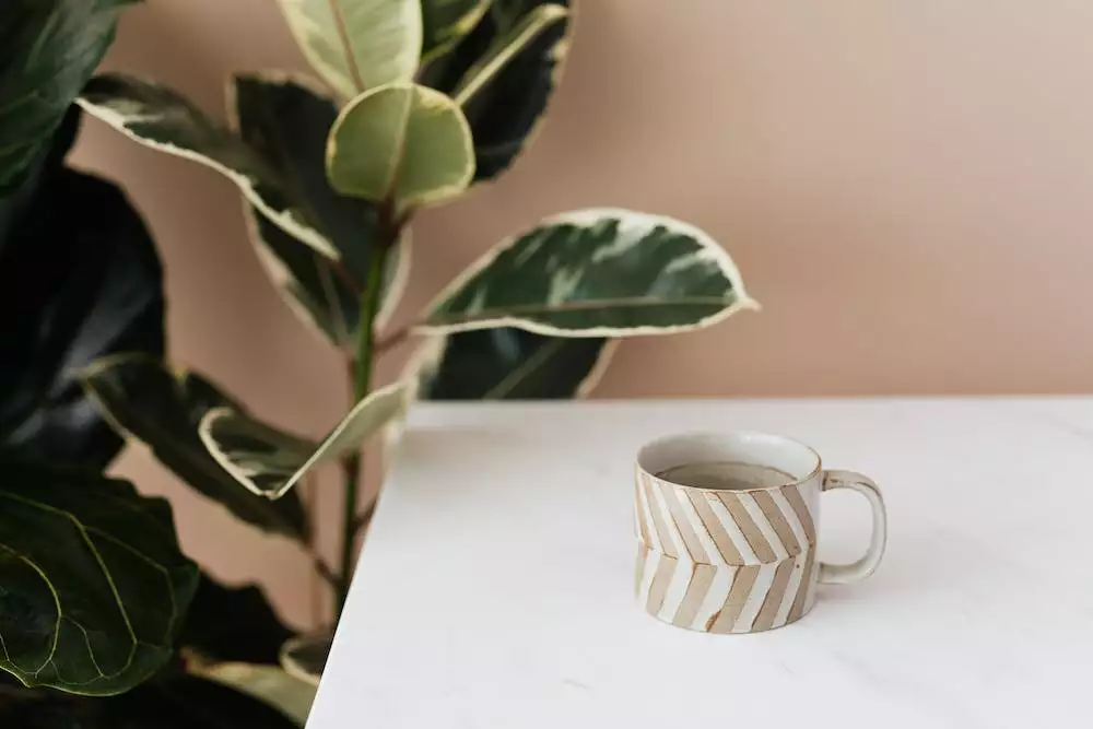 Ficus