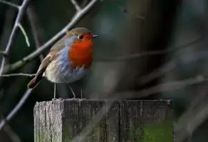 Čerpadlo Na Solární Pohon