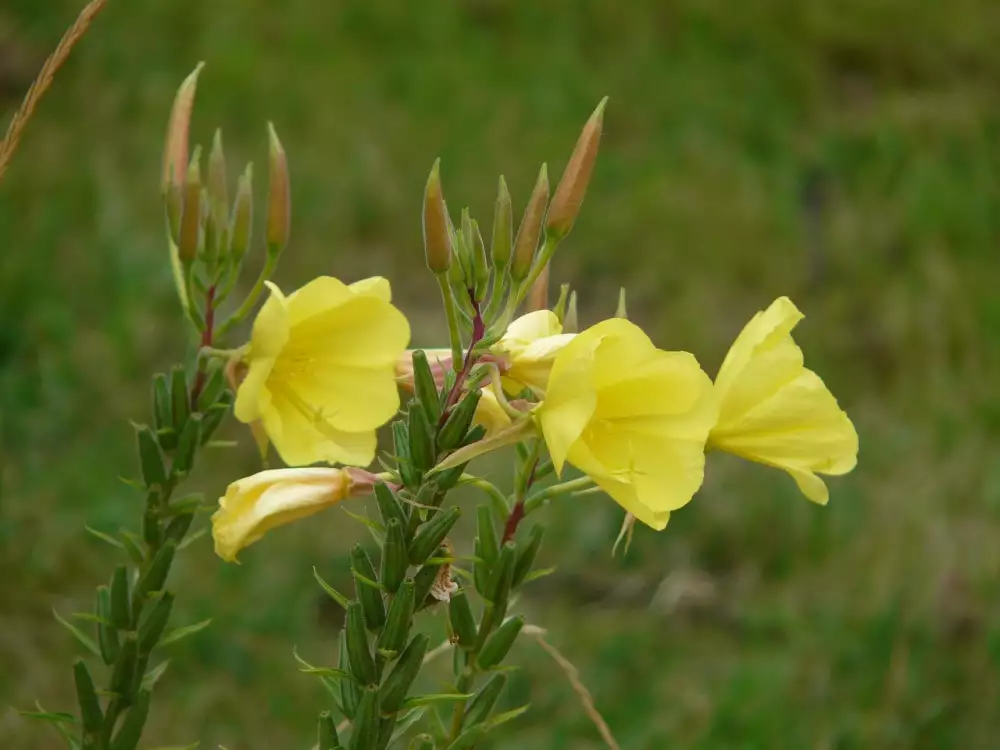 Pupalka