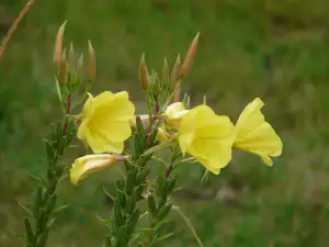 Pupalka