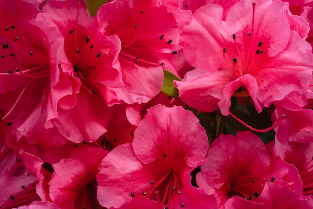 Rododendron