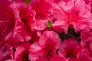 Rododendron