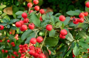 Hlohyně Šarlatová