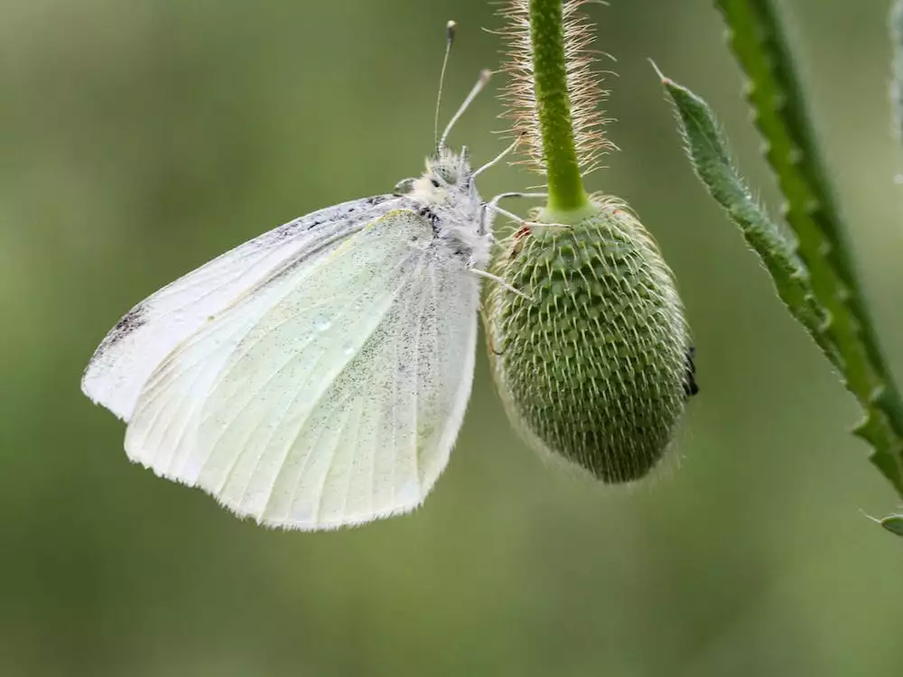 Pieris Japonica