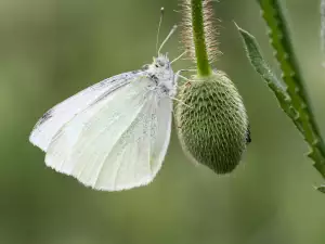 Pieris Japonica