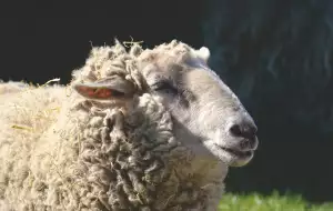 Zimní Kabát