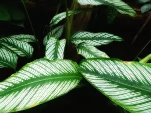 Kalatea