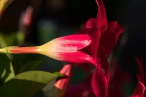 Mandevilla