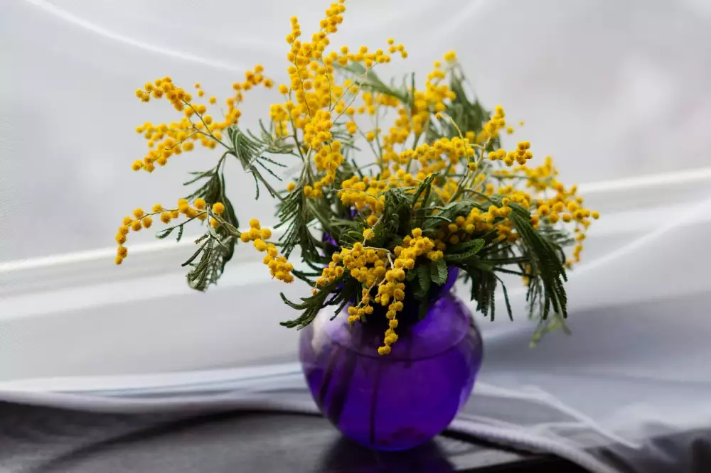 Mimoza