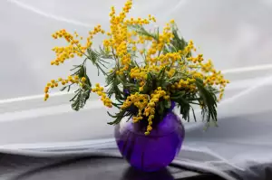 Mimoza
