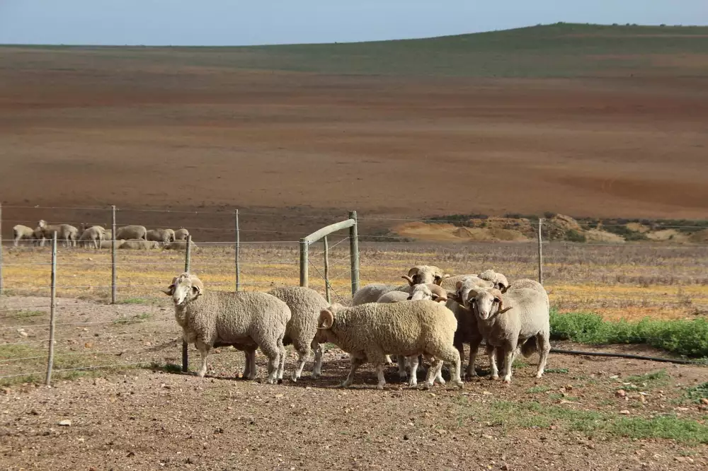 Merino Ponozky