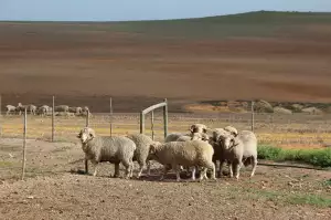Merino Ponozky