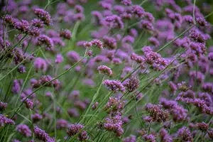 Verbena
