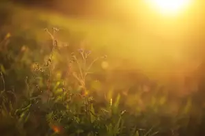 Golden Sun