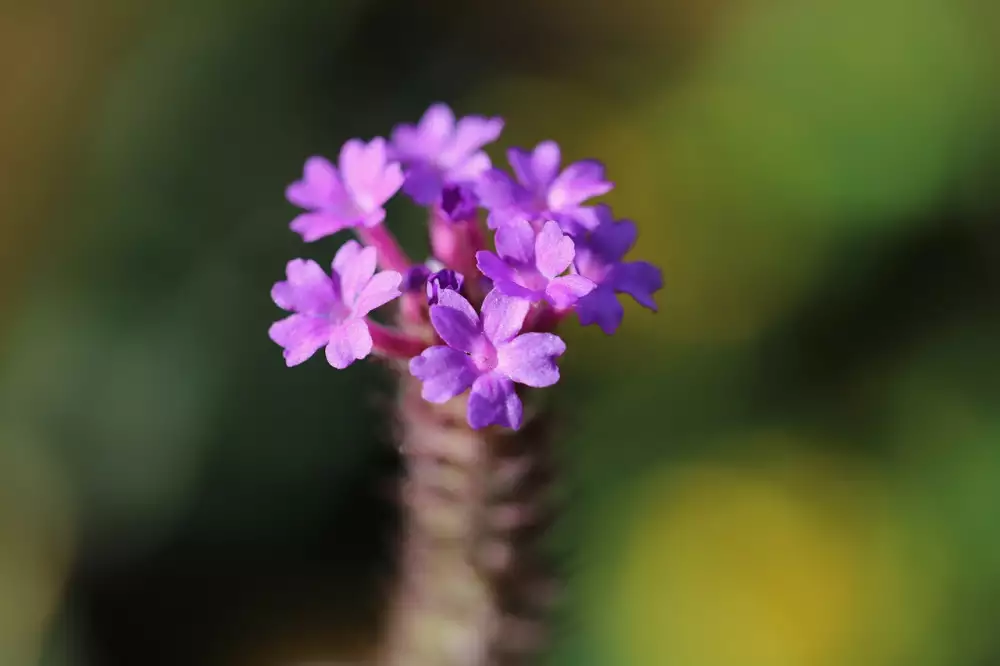 Verbena