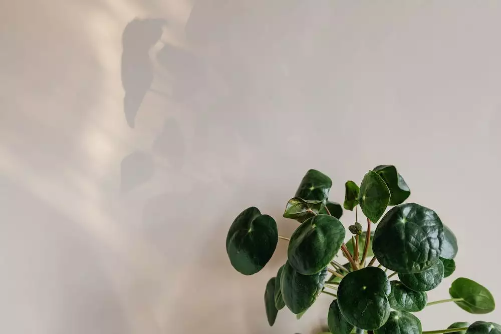 Pilea