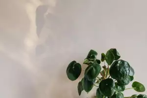 Pilea