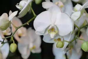 Phalaenopsis