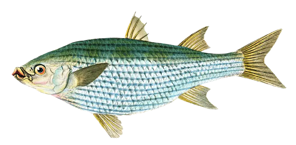 Mullet