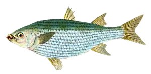 Mullet