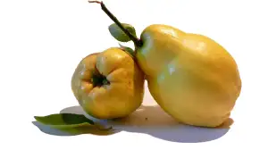 Kdoule