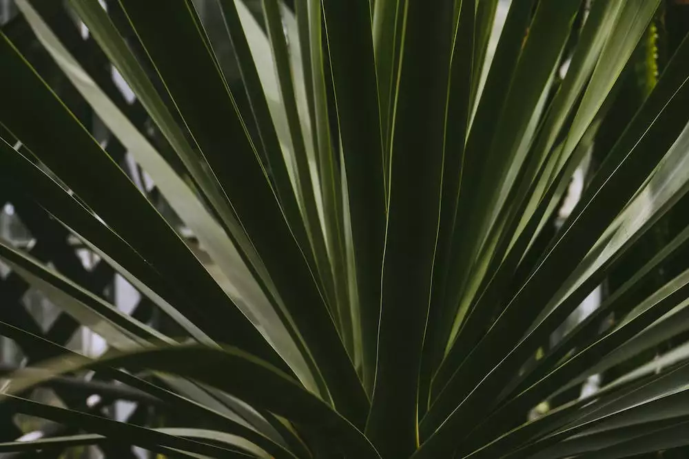 Yucca