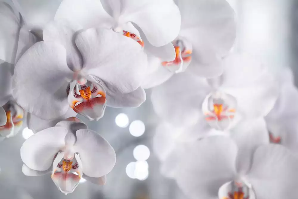 Orchideje