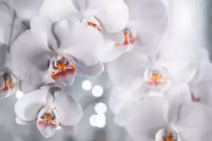 Orchideje