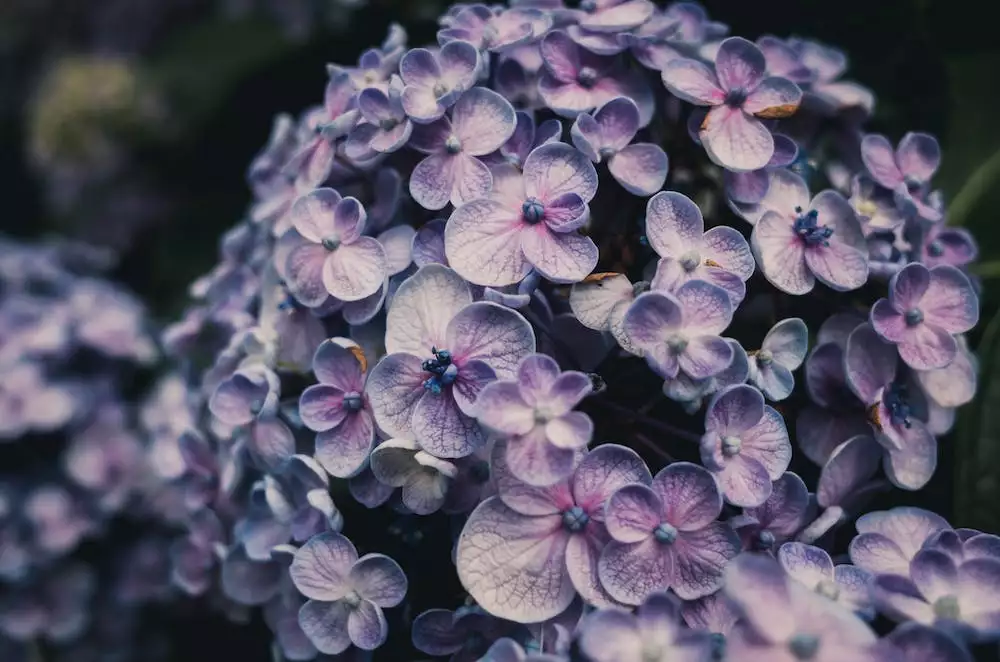 Hydrangea
