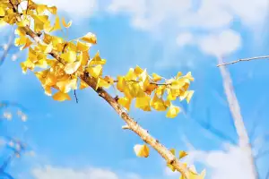 Ginkgo Biloba